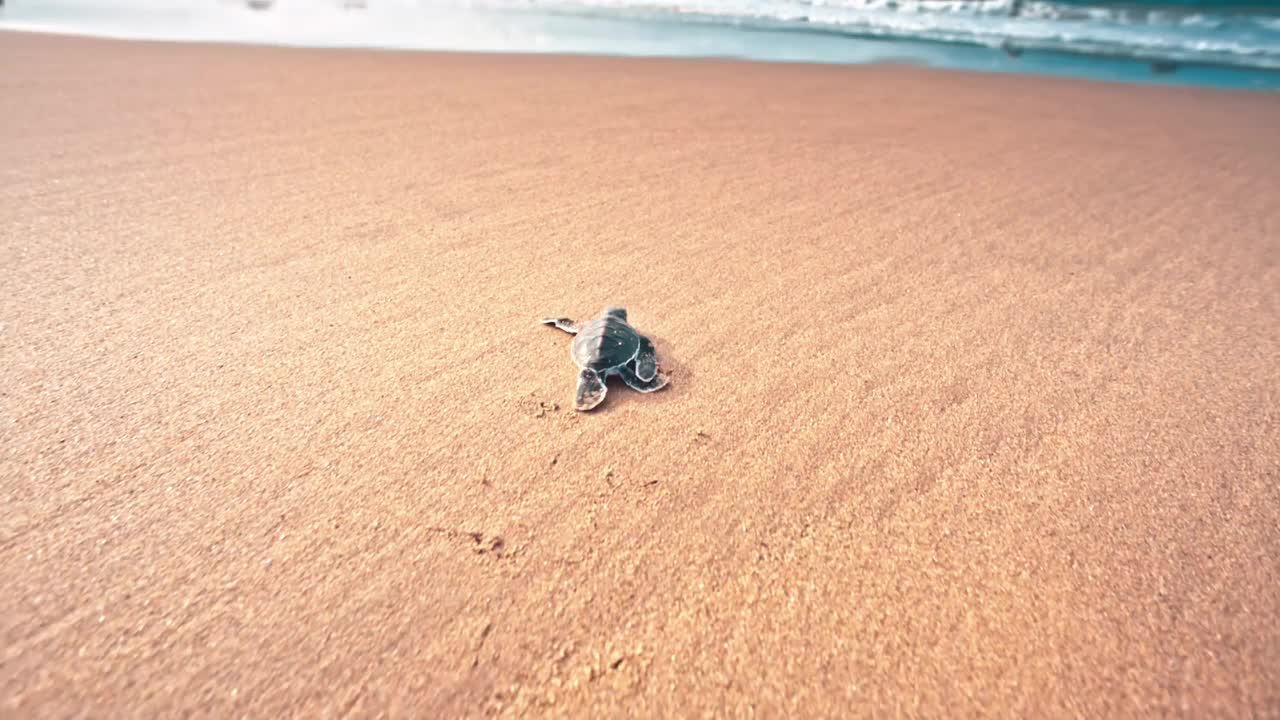 小海龟向大海爬去视频素材