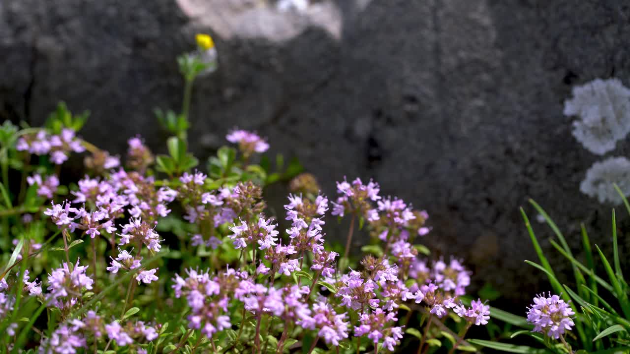 开花的百里香或野生百里香视频素材