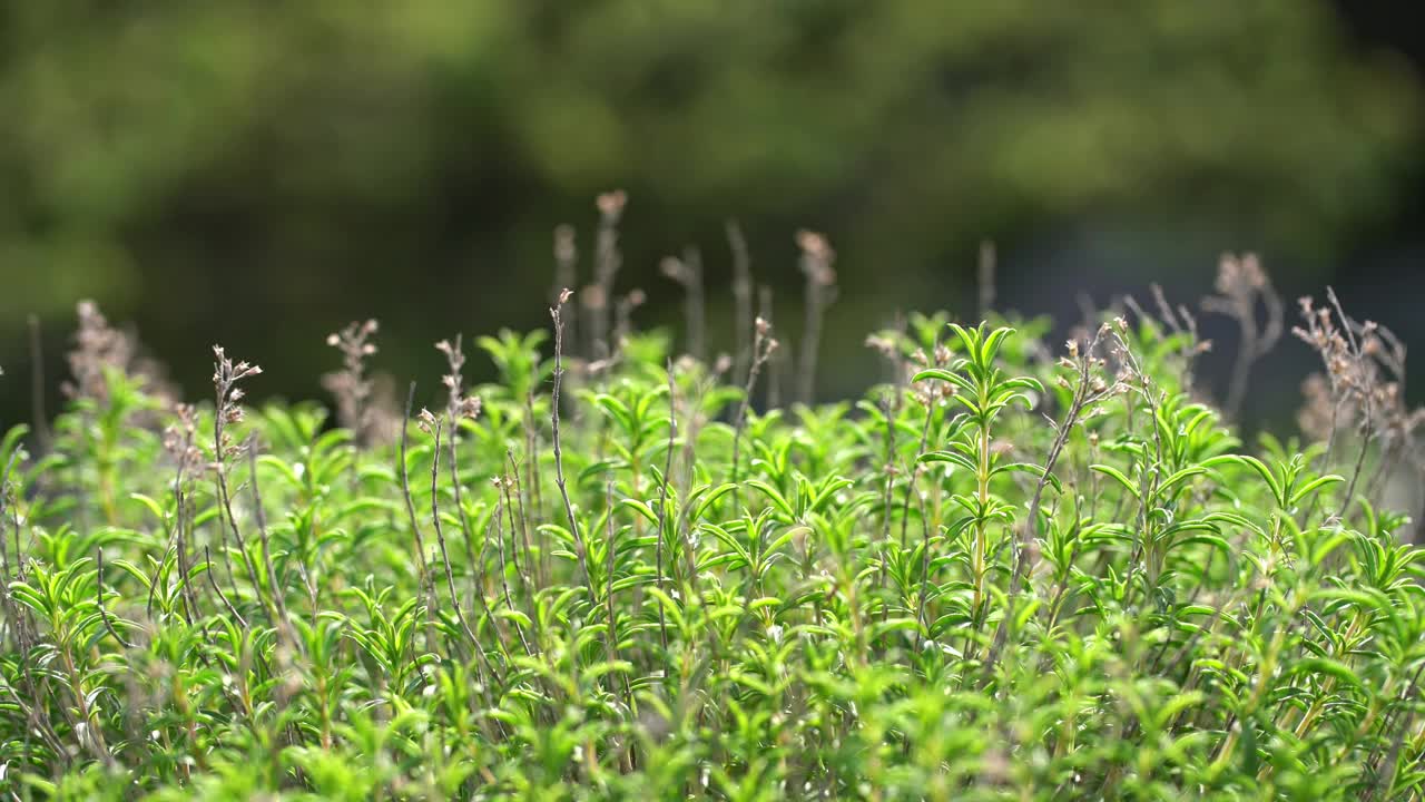 自然环境中的野生百里香视频素材