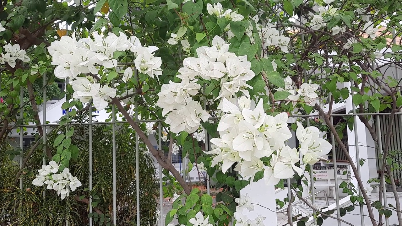 盛开的九重葛花的背景。九重葛花围在屋前视频素材