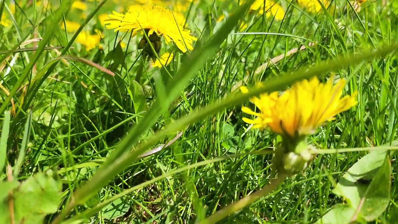 春天或夏天绿色的草坪上有许多美丽的黄色蒲公英花在阳光明媚的日子里。夏天的自然背景。视频下载