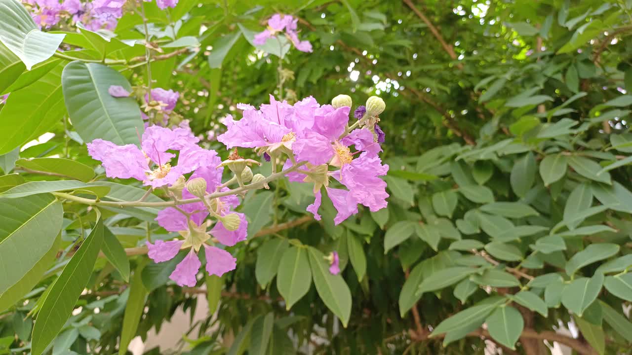 紫薇，女王的紫薇，印度的骄傲花视频素材