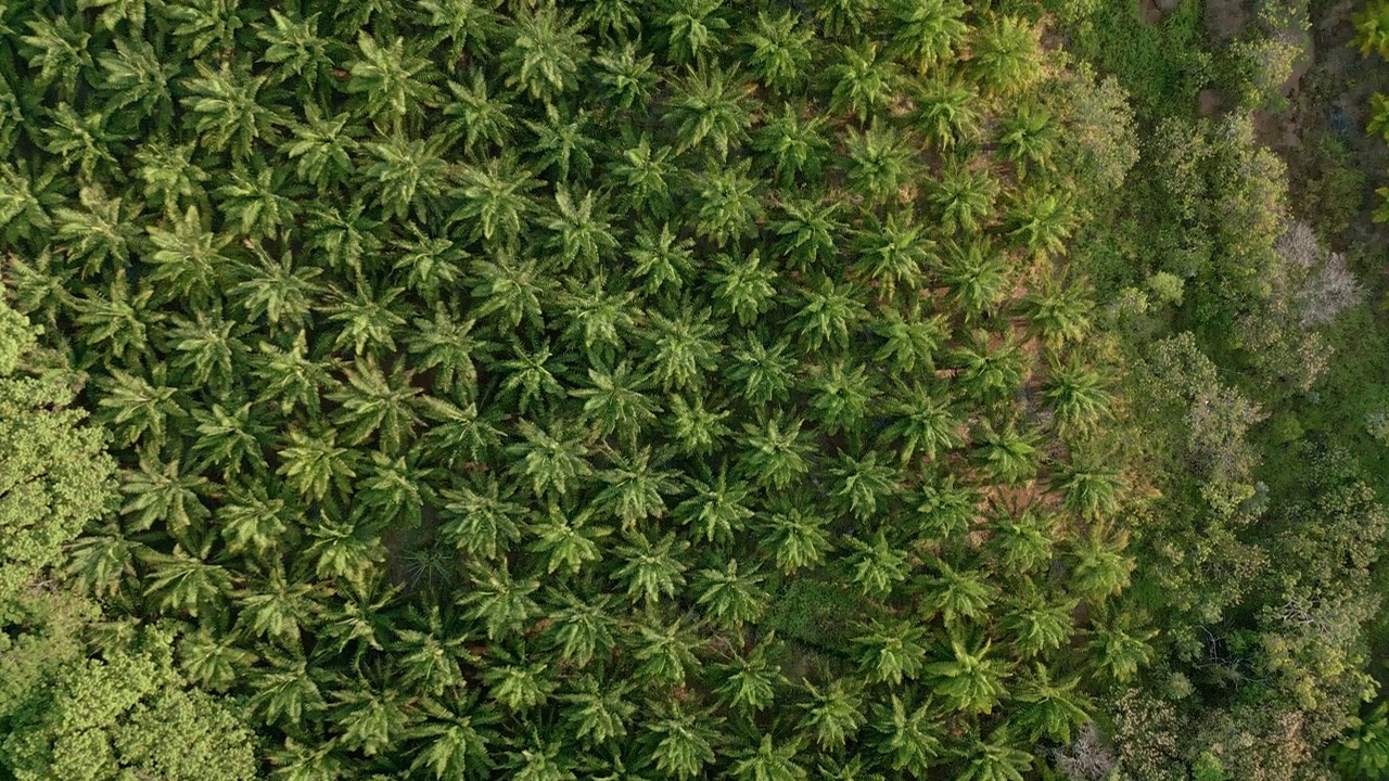 棕榈油种植园鸟瞰图-库存视频视频素材