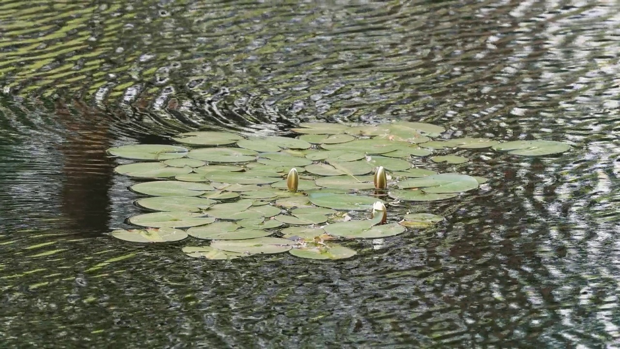 荷花在刮风的日子里漂浮在池塘上，美丽的绿色水纹理表面与涟漪，4k慢动作镜头，在湖的水面背景。视频素材