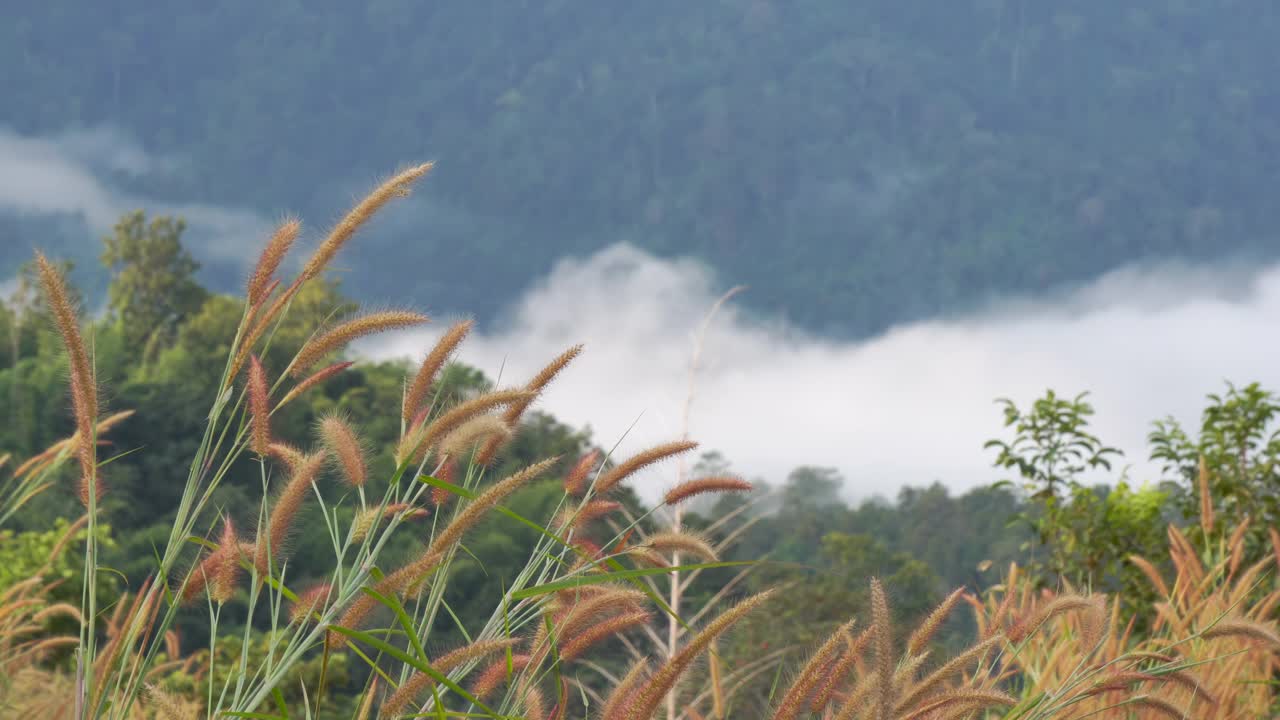 草花在晨光中流淌，雾为背景视频素材