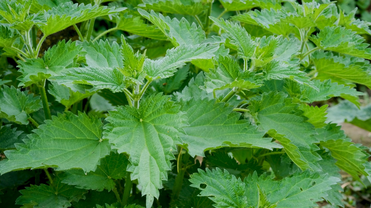 植物荨麻的视频。有蓬松绿叶的荨麻。背景植物荨麻生长在地面上。早晨，荨麻在自然的背景上。视频素材