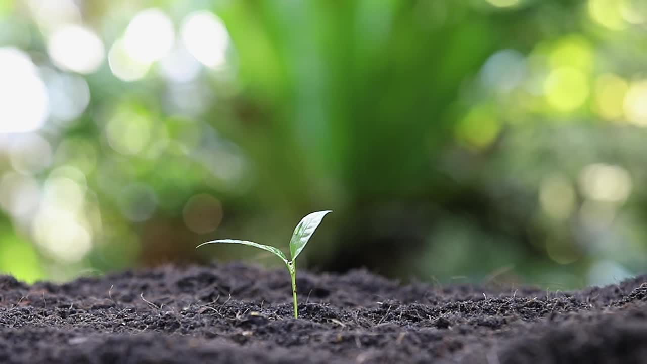 用手给幼苗浇水。植物维护和灌溉在肥沃土壤上生长的幼苗。照顾新生命。全高清。视频素材