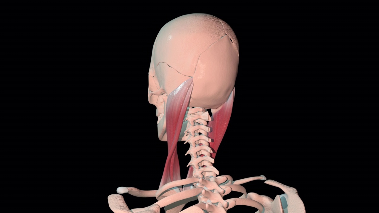 胸锁乳突肌全旋转环视频素材