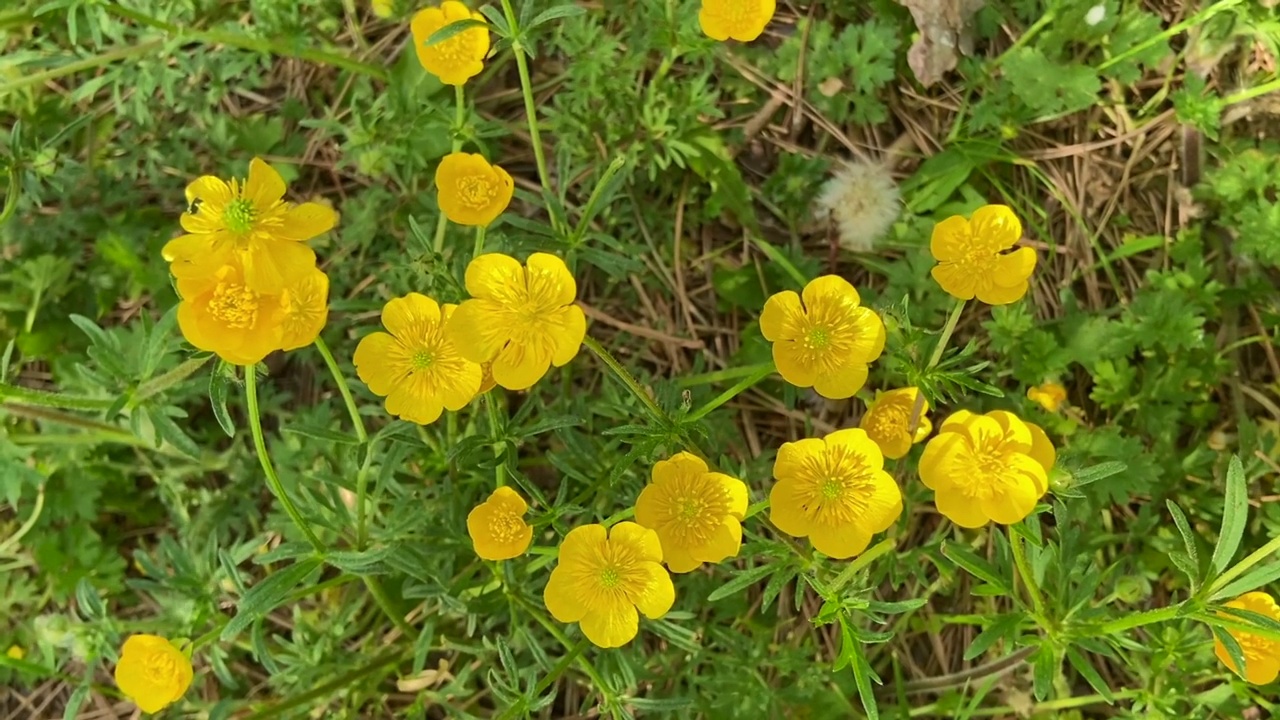 草地毛茛花特写视图视频素材