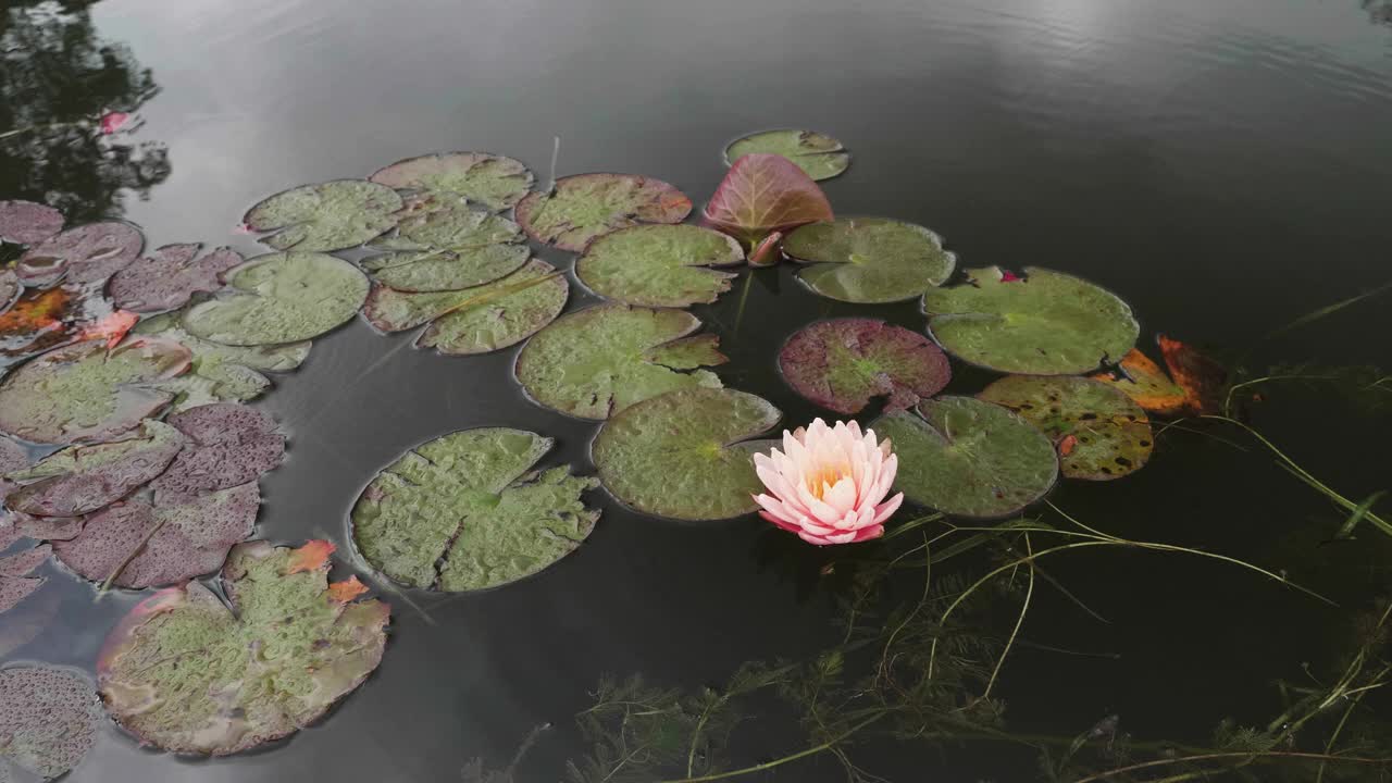 美丽的红色睡莲漂浮在池塘在阳光明媚的日子，4k慢动作镜头。视频素材