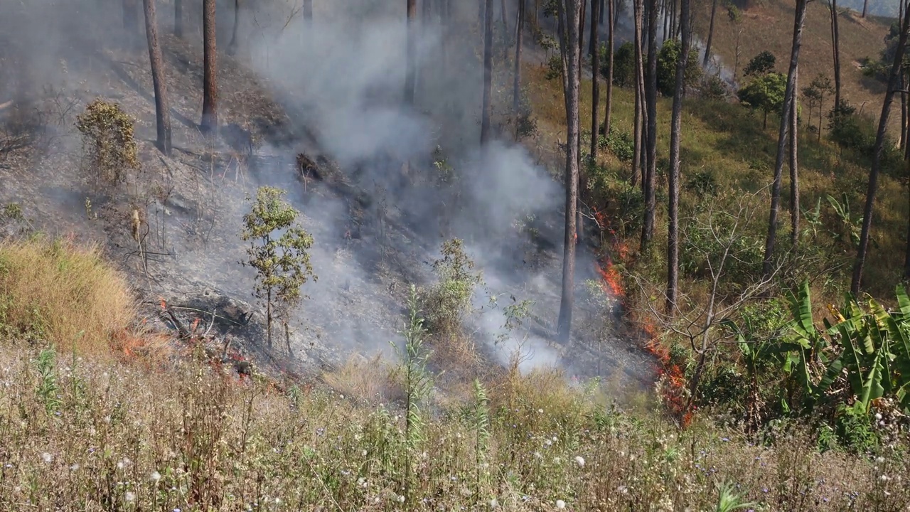 山上发生森林火灾。火冒出来的烟。乡村森林，野火产生的烟雾。野火在森林中燃烧地面。野火产生的烟雾导致PM 2.5视频素材