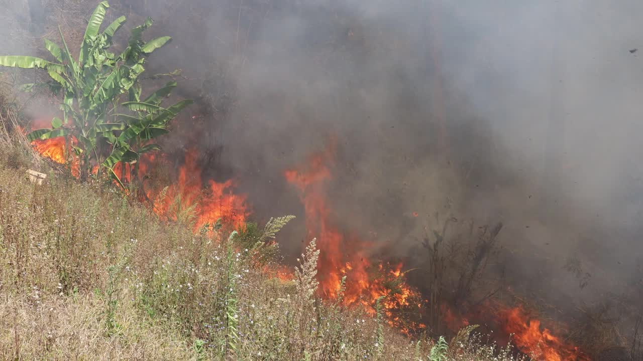 山上发生森林火灾。火冒出来的烟。乡村森林，野火产生的烟雾。野火在森林中燃烧地面。野火产生的烟雾导致PM 2.5视频素材