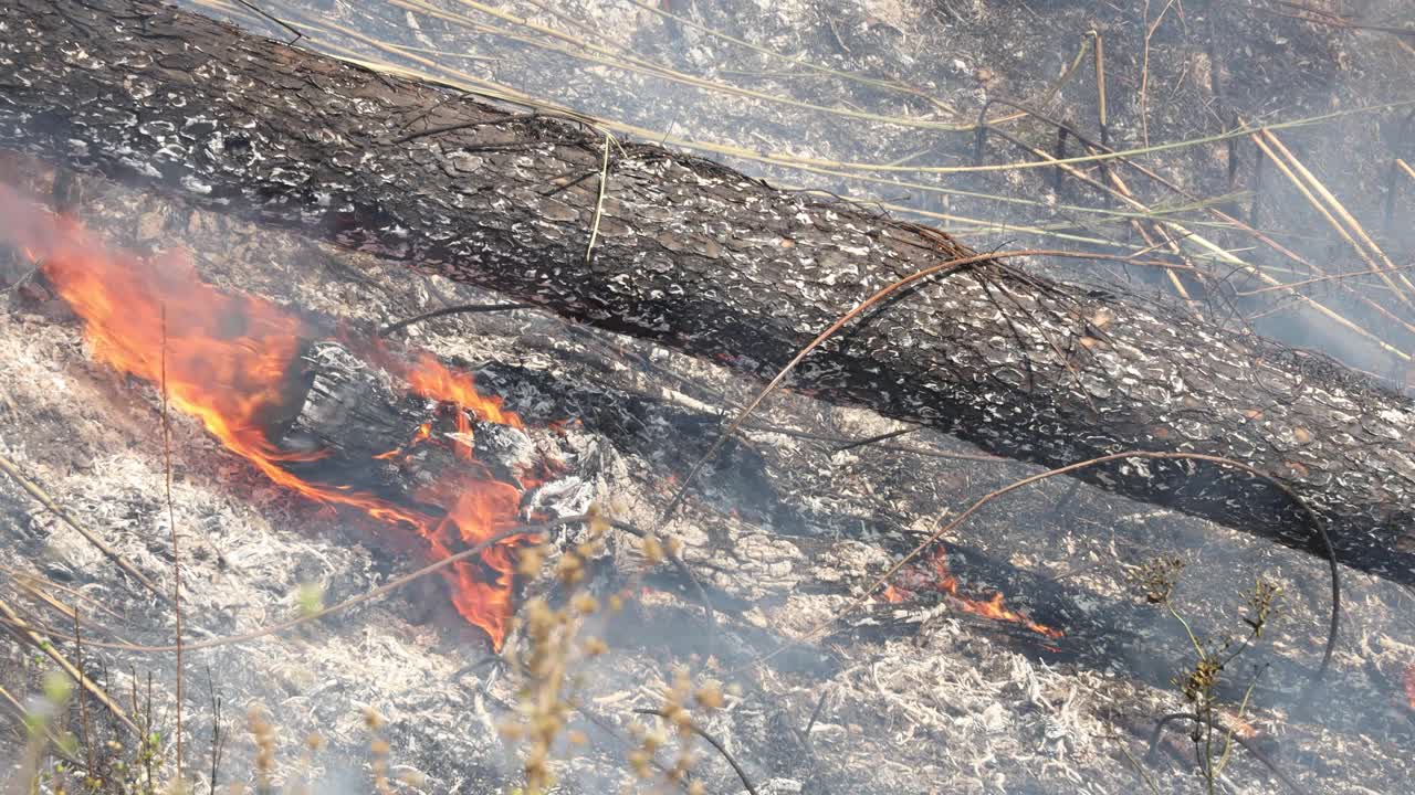 山上发生森林火灾。火冒出来的烟。乡村森林，野火产生的烟雾。野火在森林中燃烧地面。野火产生的烟雾导致PM 2.5视频素材