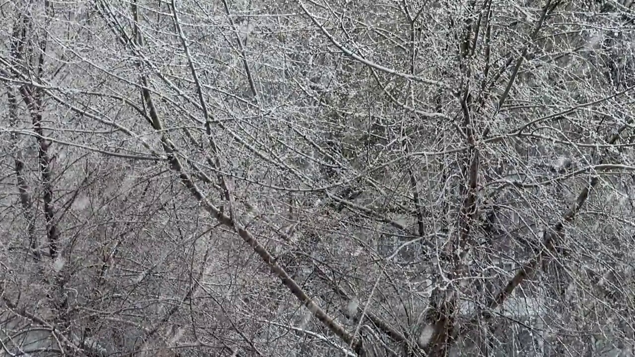 大雪落在树上视频素材