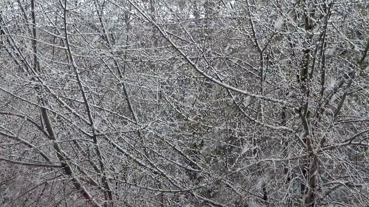 大雪落在树上视频素材