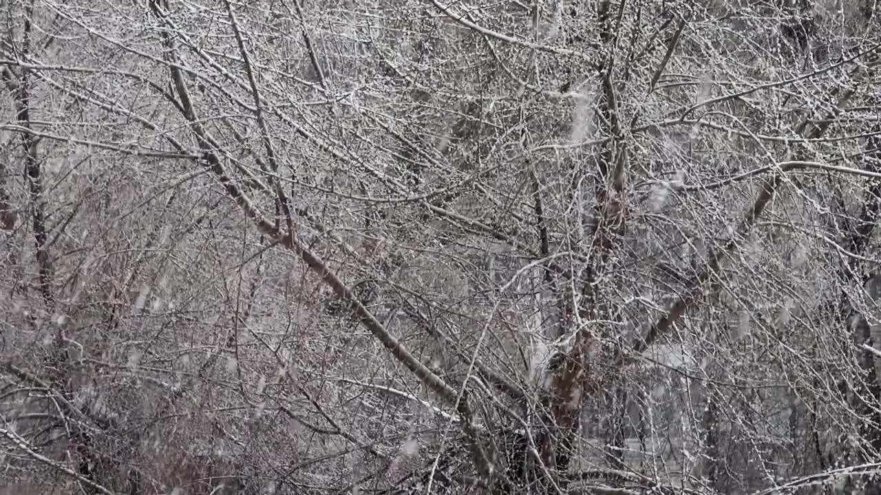 大雪落在树上视频素材