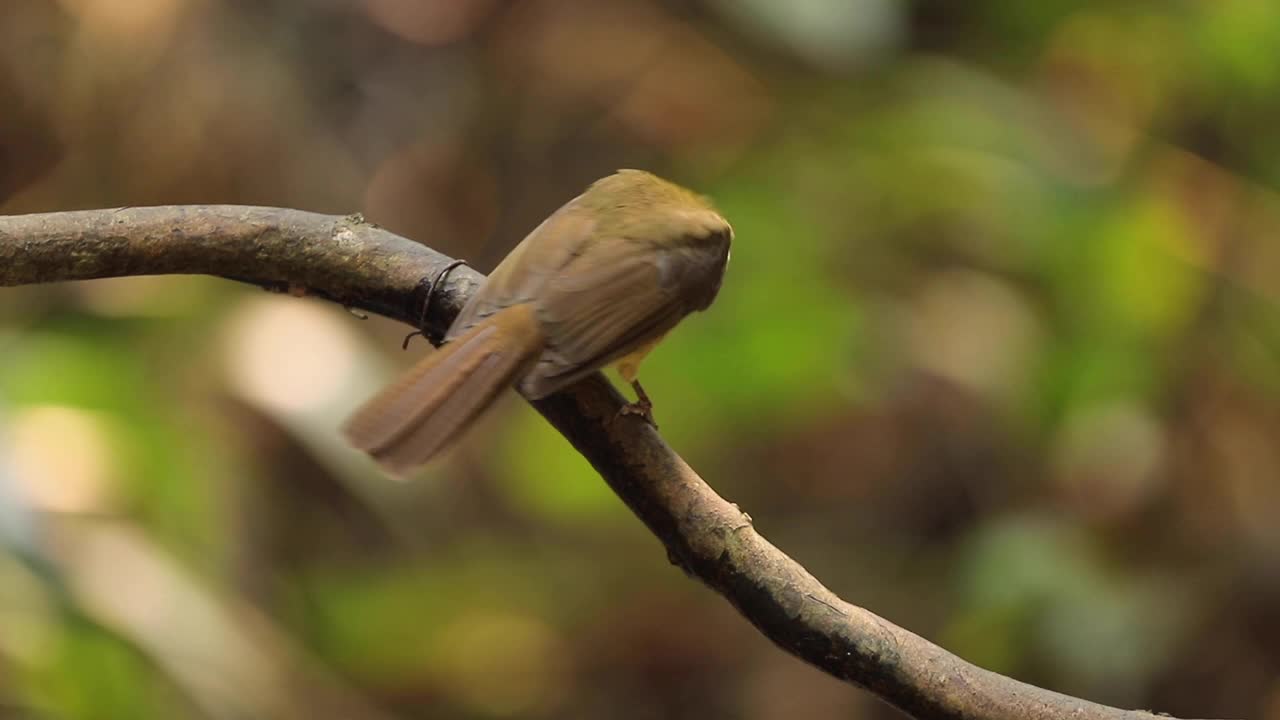 白眼球茎栖息在树枝上视频素材