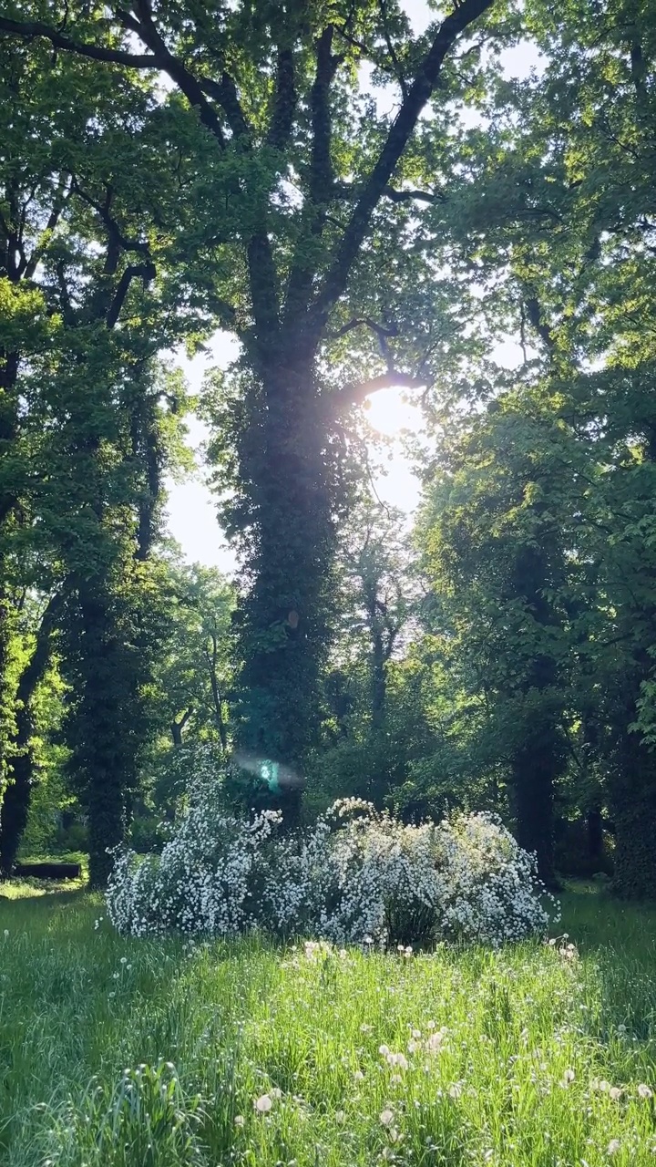 花，树，公园，阳光视频素材