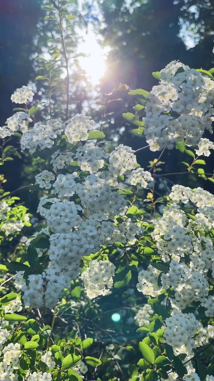 公园里的花，阳光视频素材