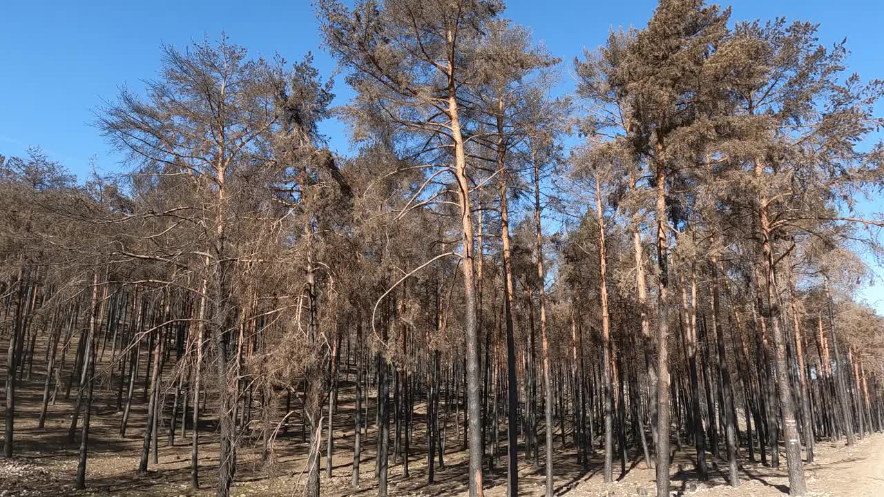 西班牙森林大火后，一片松树林被烧毁视频素材