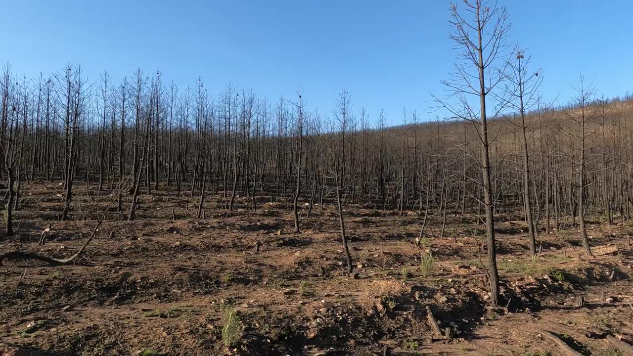 西班牙库莱布拉山森林大火后燃烧的松树树苗视频素材