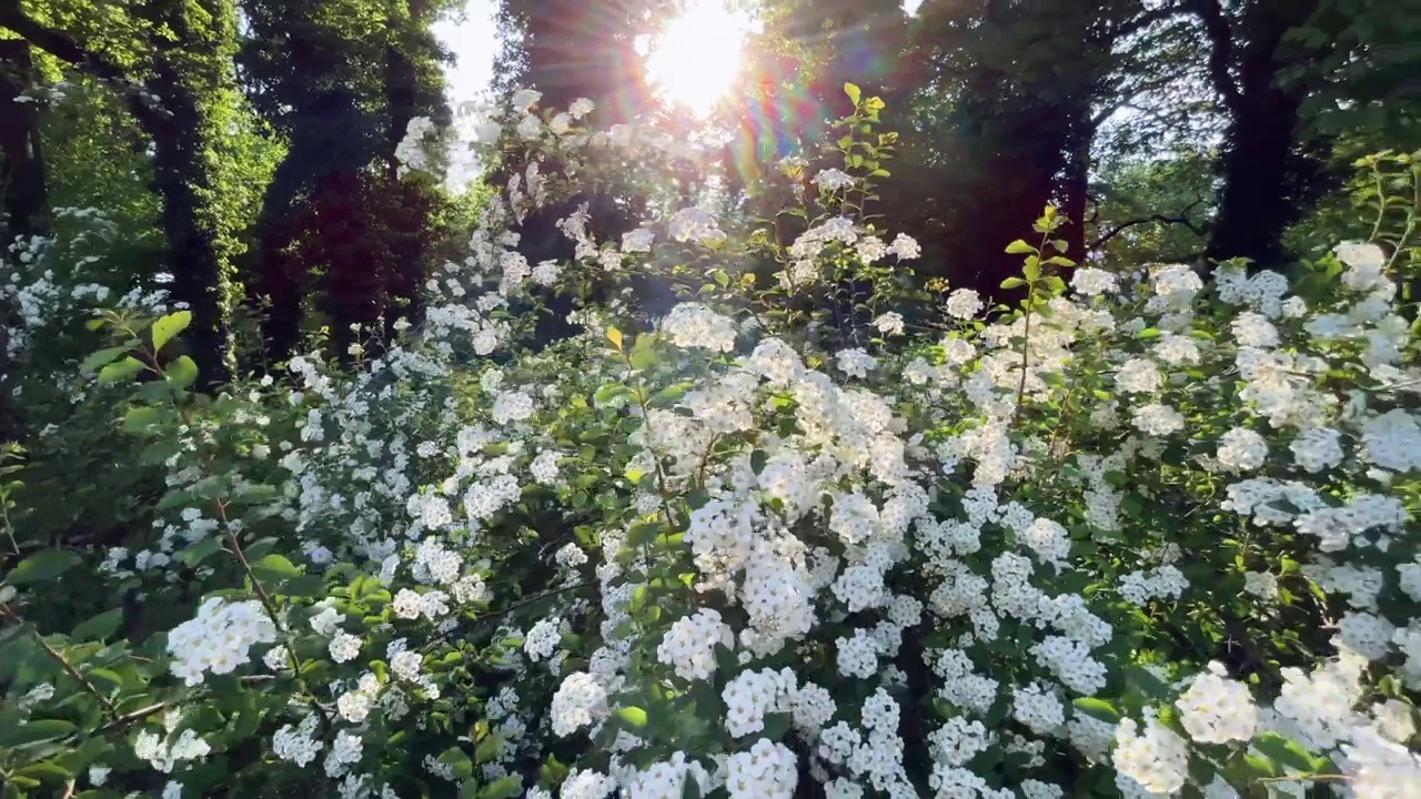 公园里的花，阳光视频素材