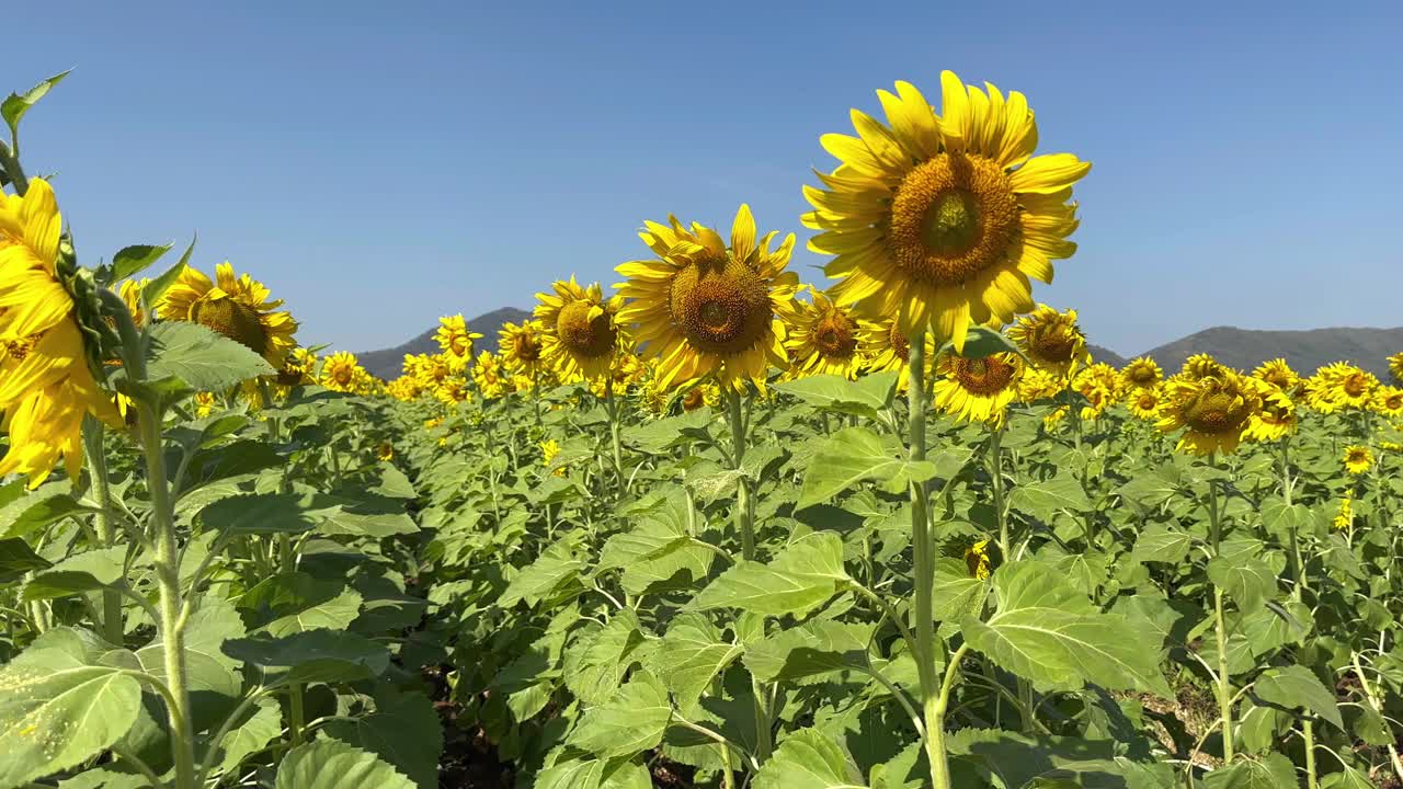 向日葵在夏天摇曳视频素材