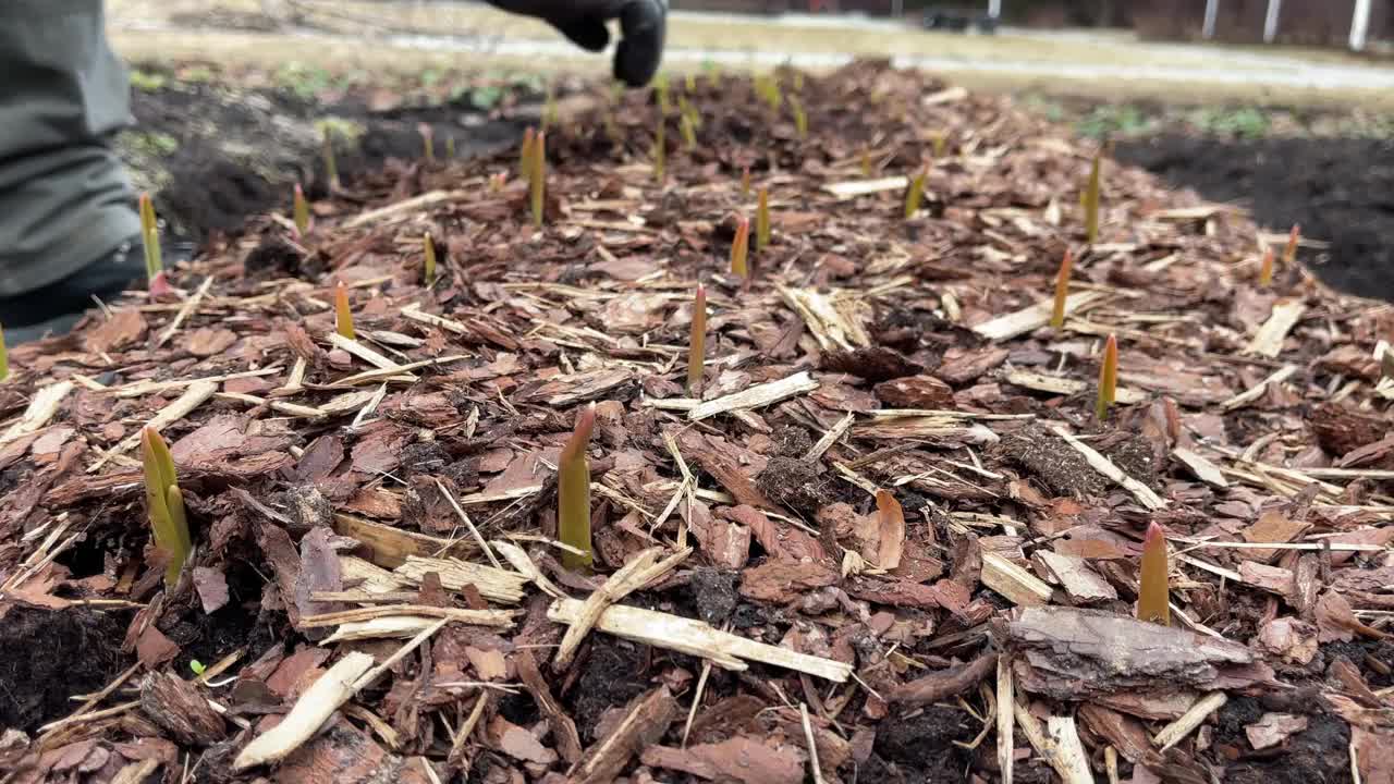 园艺的概念。戴着手套，用小蒜苗从花园床上除去木屑。近距离视频素材