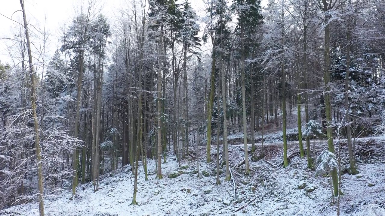 多雪寒冷的冬季森林景观伴着雪花飘落。视频素材