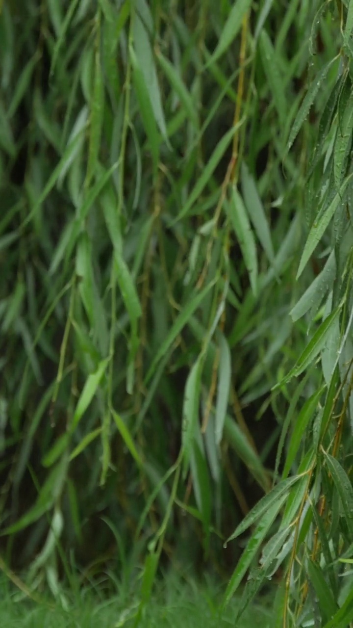 垂直的，稳定的拍摄柳树叶子在雨中被淋湿，在风中摇摆视频素材