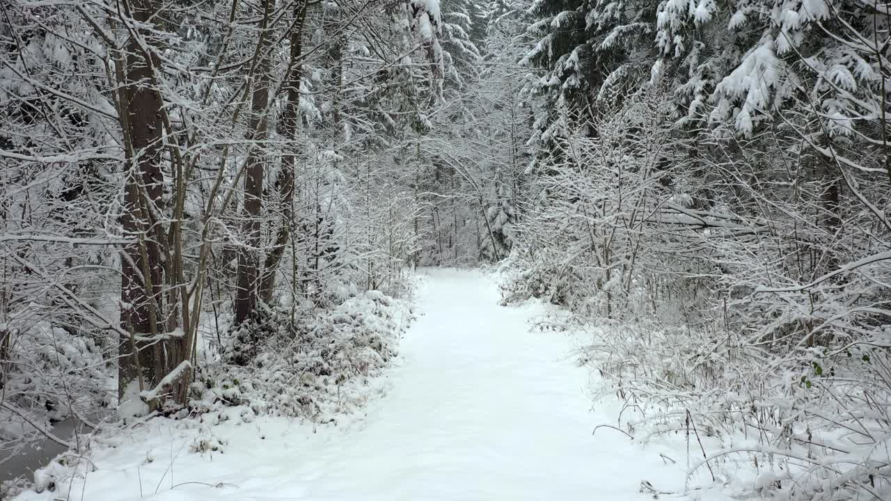 冬季林道在动。沿着白雪覆盖的树木缓慢飞行。视频素材