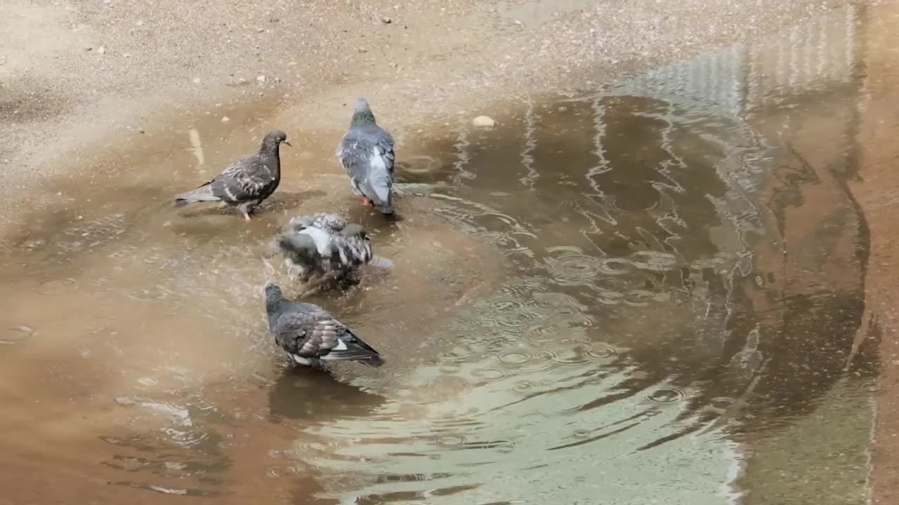 在炎热的夏日，鸽子在路上的水坑里洗澡。视频下载