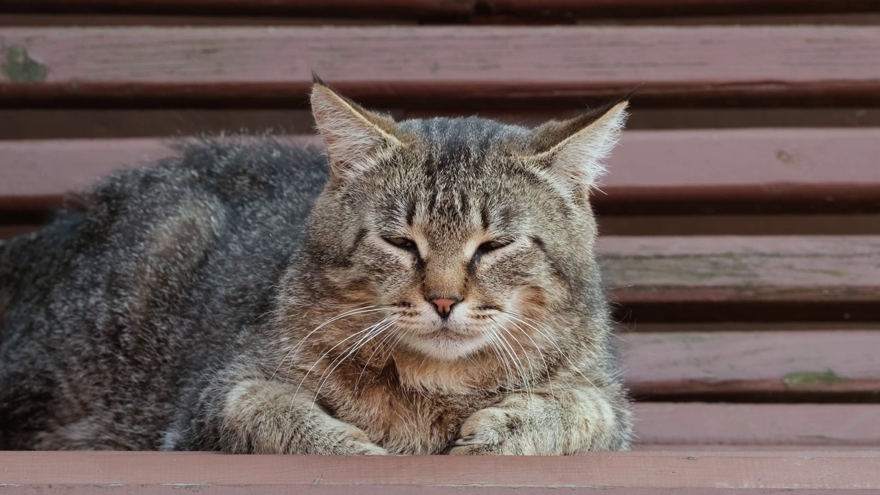 主人抚摸宠物。一名男子在户外抚摸条纹猫，抚摸一只虎斑猫视频素材