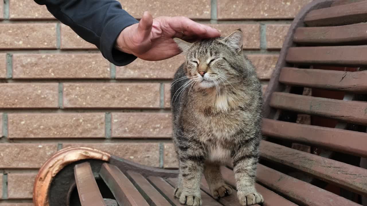 主人抚摸宠物。一名男子在户外抚摸条纹猫，抚摸一只虎斑猫视频素材