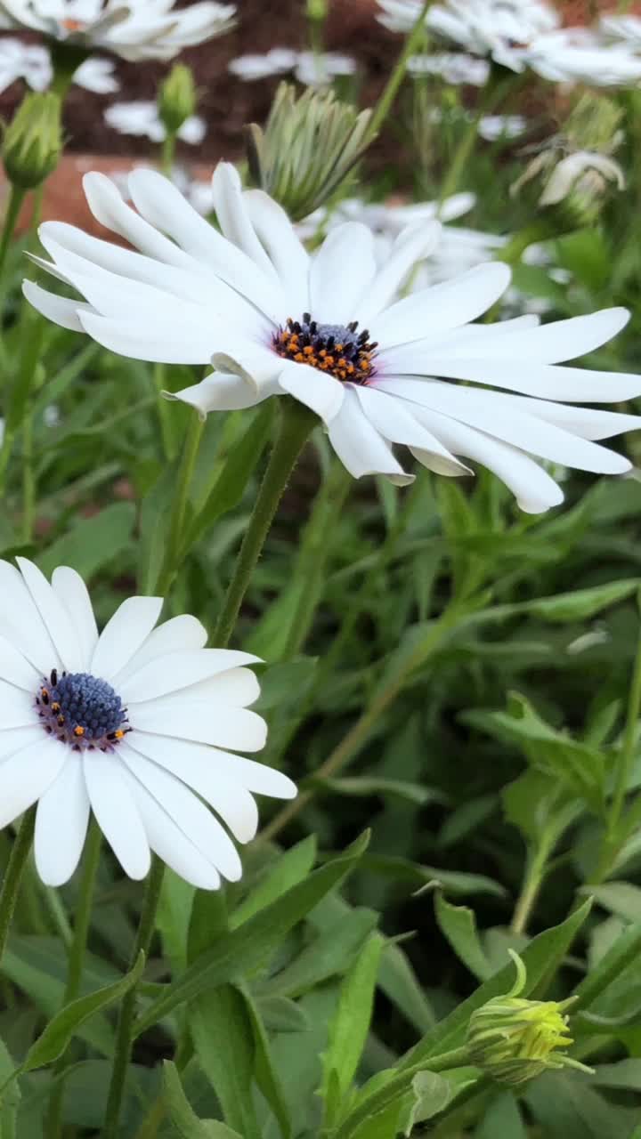 稳定的，近距离的白色雏菊与紫罗兰的中心随风摇摆在花园里，垂直镜头视频素材