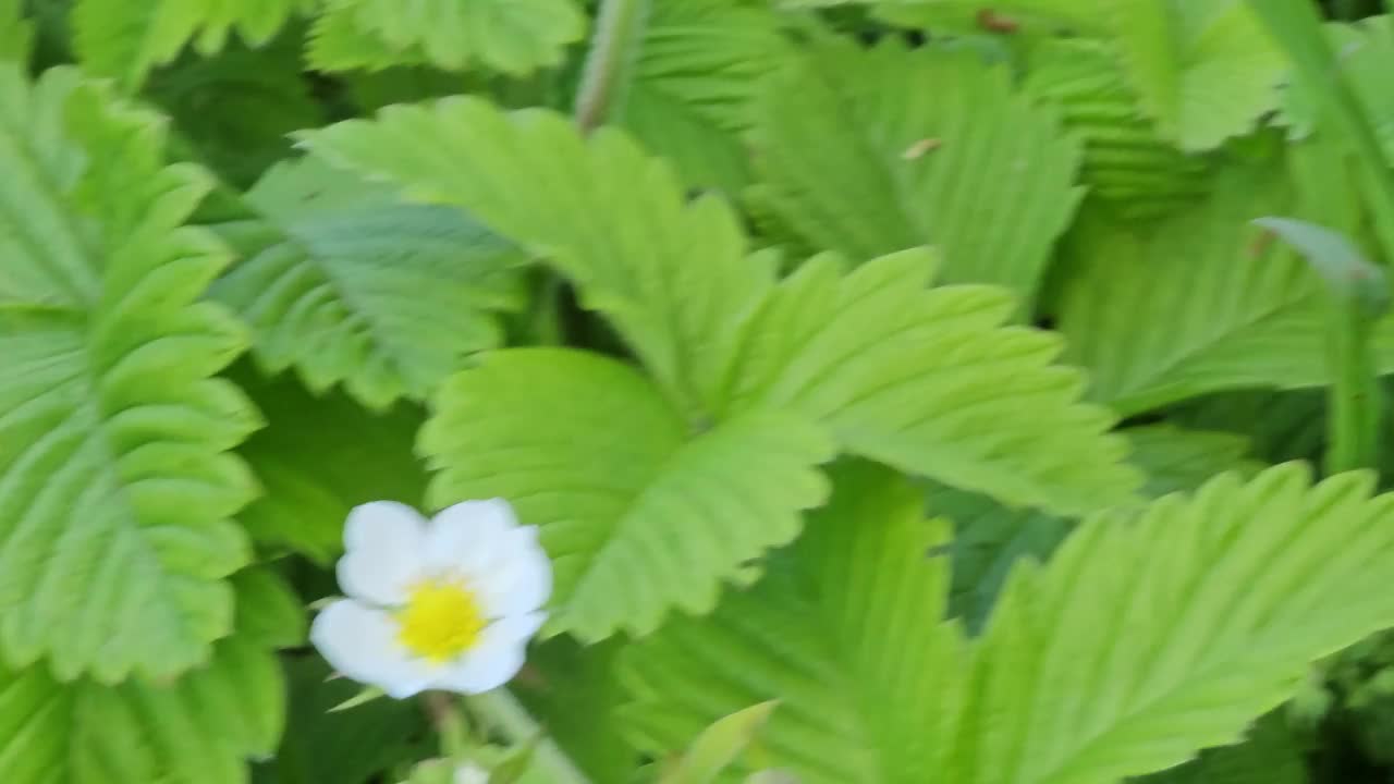 绿草地上白色的野草莓花。拉丁名Fragaria L。视频素材