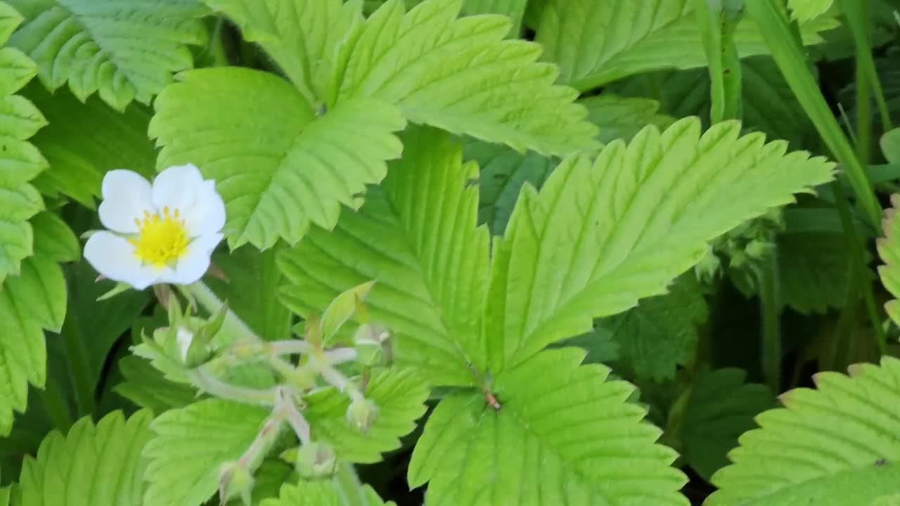绿草地上白色的野草莓花。拉丁名Fragaria L。视频素材