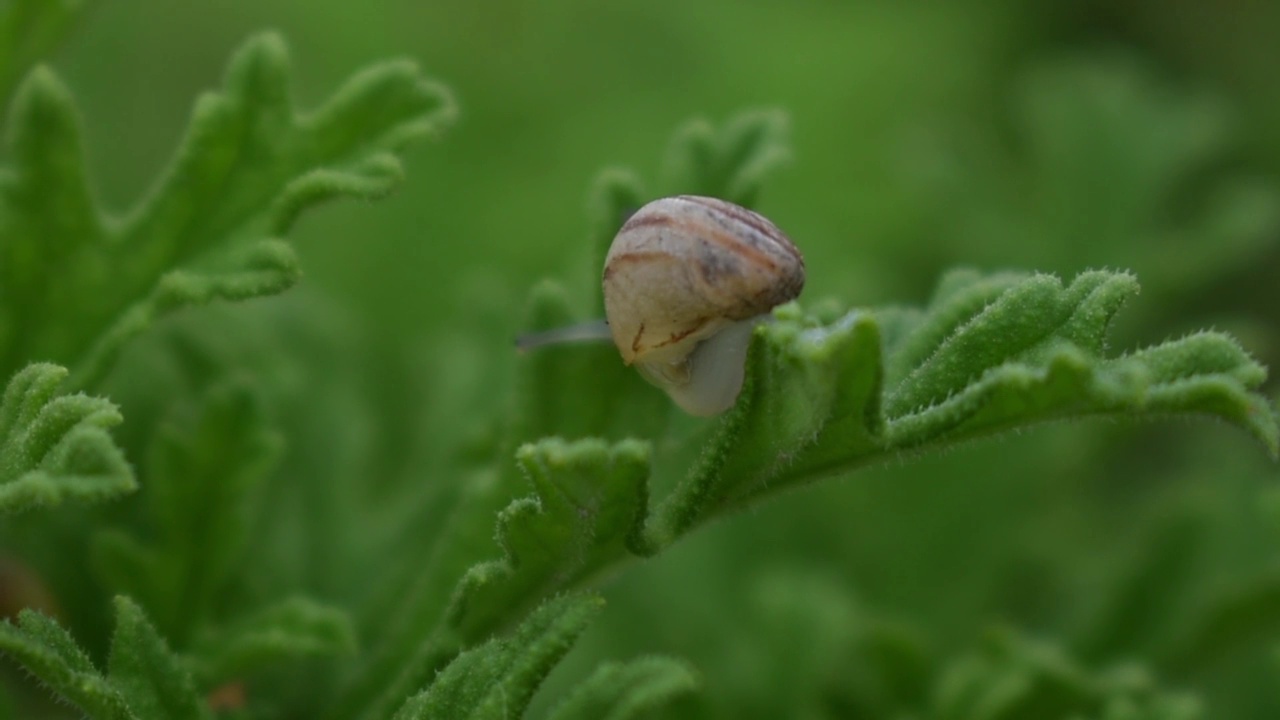 生物和小动物，如蜗牛，正在蕨类植物的叶子上缓慢地移动。蜗牛是陆生动物，属于甲壳类软体动物。他们住在潮湿多雨的地方。西班牙马拉加。视频素材