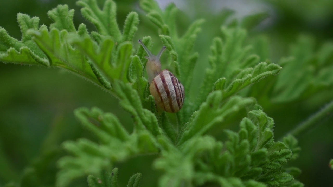 生物和小动物，如蜗牛，正在蕨类植物的叶子上缓慢地移动。蜗牛是陆生动物，属于甲壳类软体动物。他们住在潮湿多雨的地方。西班牙马拉加。视频素材