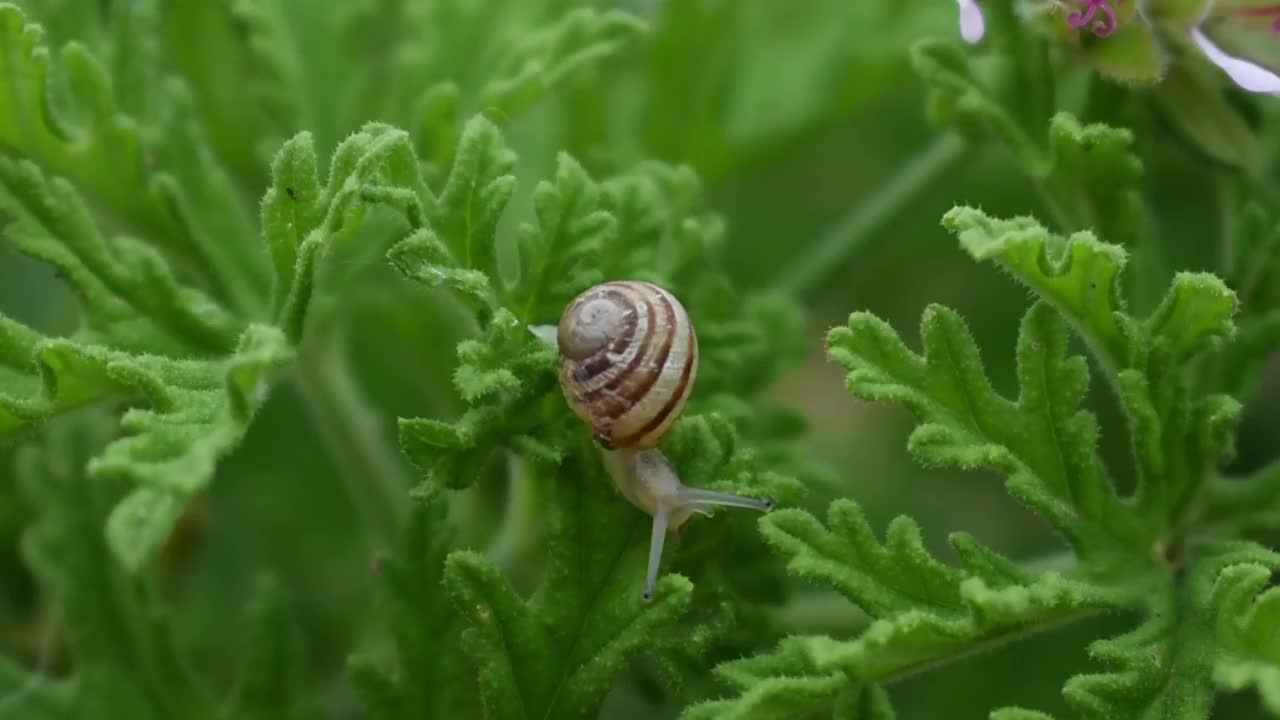 生物和小动物，如蜗牛，正在蕨类植物的叶子上缓慢地移动。蜗牛是陆生动物，属于甲壳类软体动物。他们住在潮湿多雨的地方。西班牙马拉加。视频素材