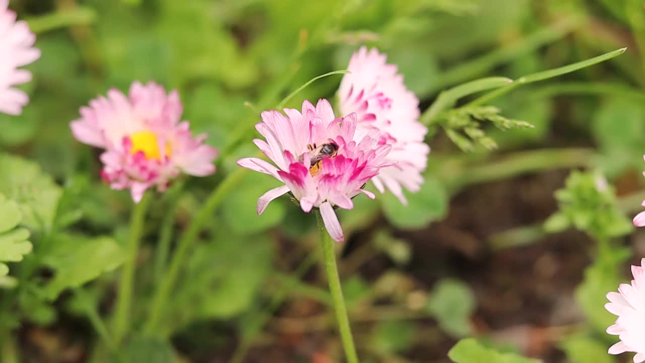 一只蜜蜂在田野里一朵粉红色的花上采集花蜜。春夏自然以蜜蜂为背景。视频素材