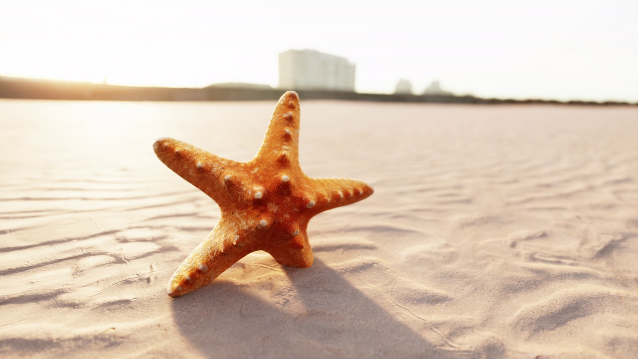 海滩上的海星视频素材