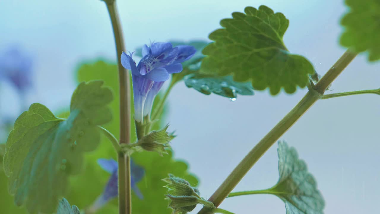 雨中的野花。微距摄影。春天的心情素材。4 k的视频视频下载