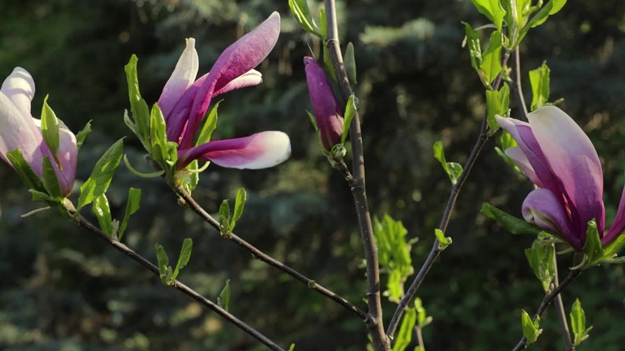 木兰花在四月早晨的阳光下。视频下载