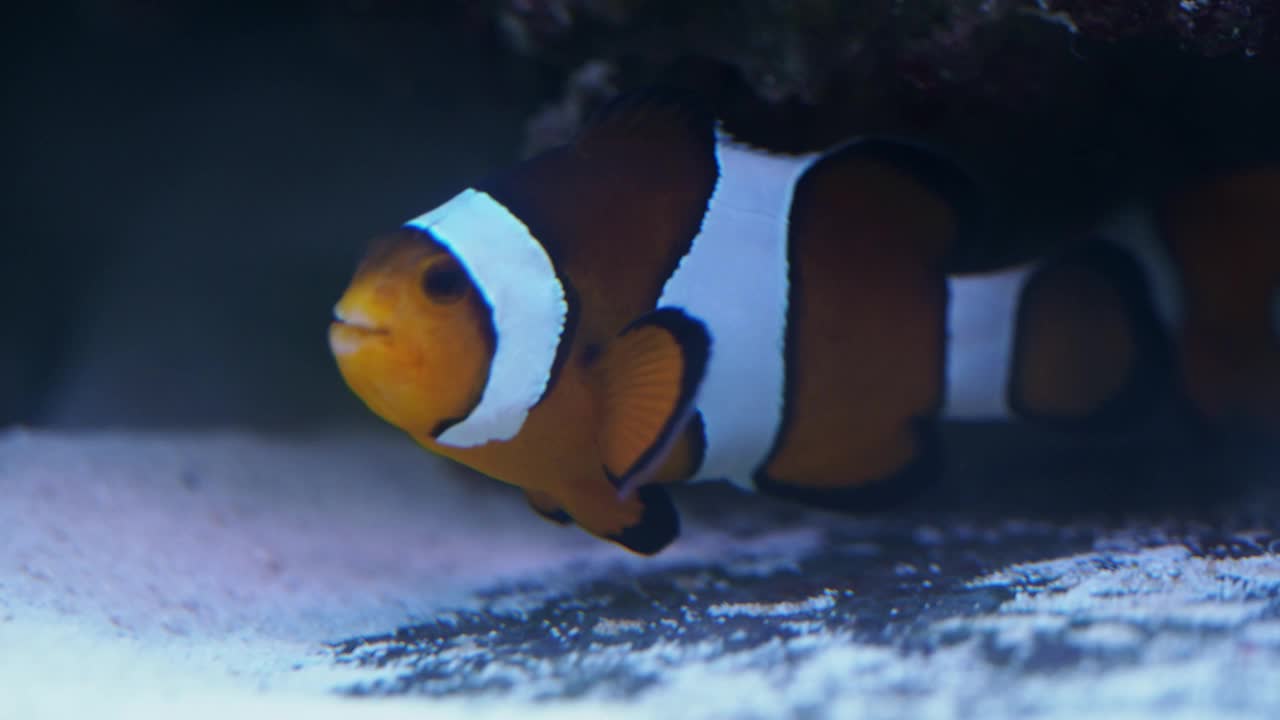 水族馆小丑鱼、海葵鱼(Amphiprion ocellaris)视频素材