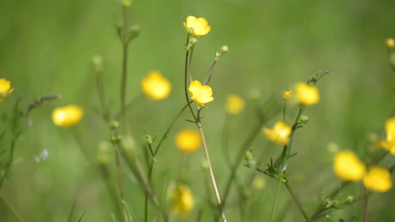 盛开着毛茛花的空地视频素材