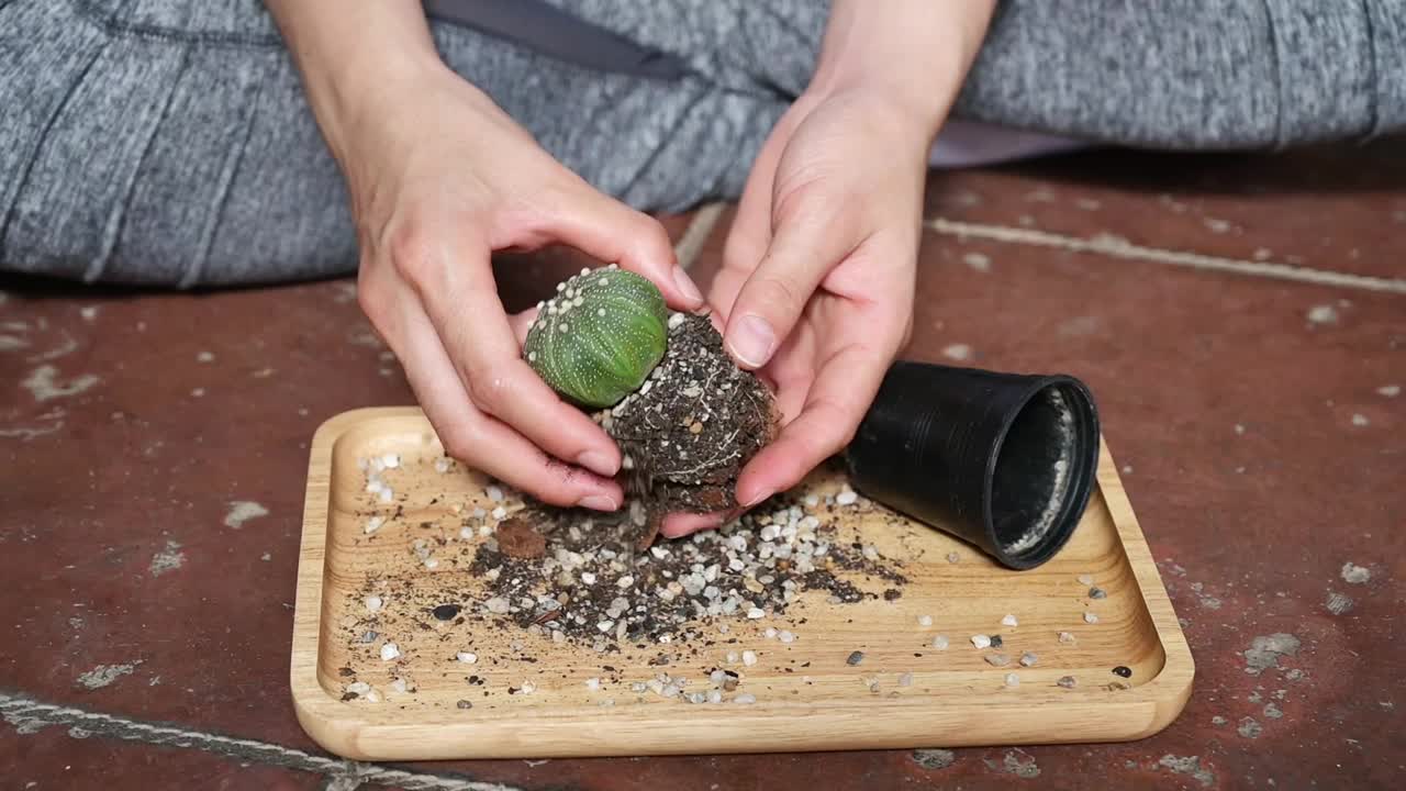 一名妇女正试图清除旧土，以便重新种植一棵星形植物仙人掌。视频素材