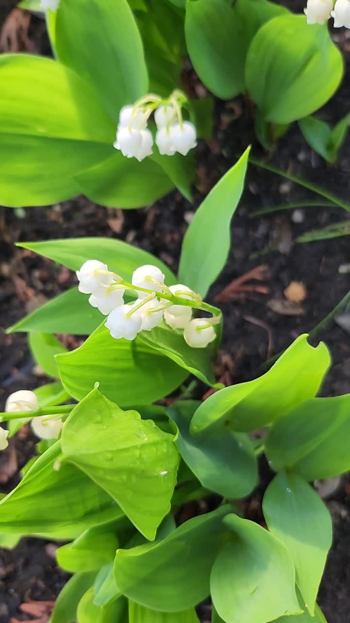 花园里的花——铃兰。视频素材