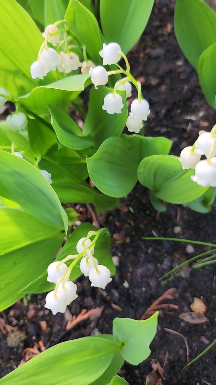 花园里的花——铃兰。视频素材