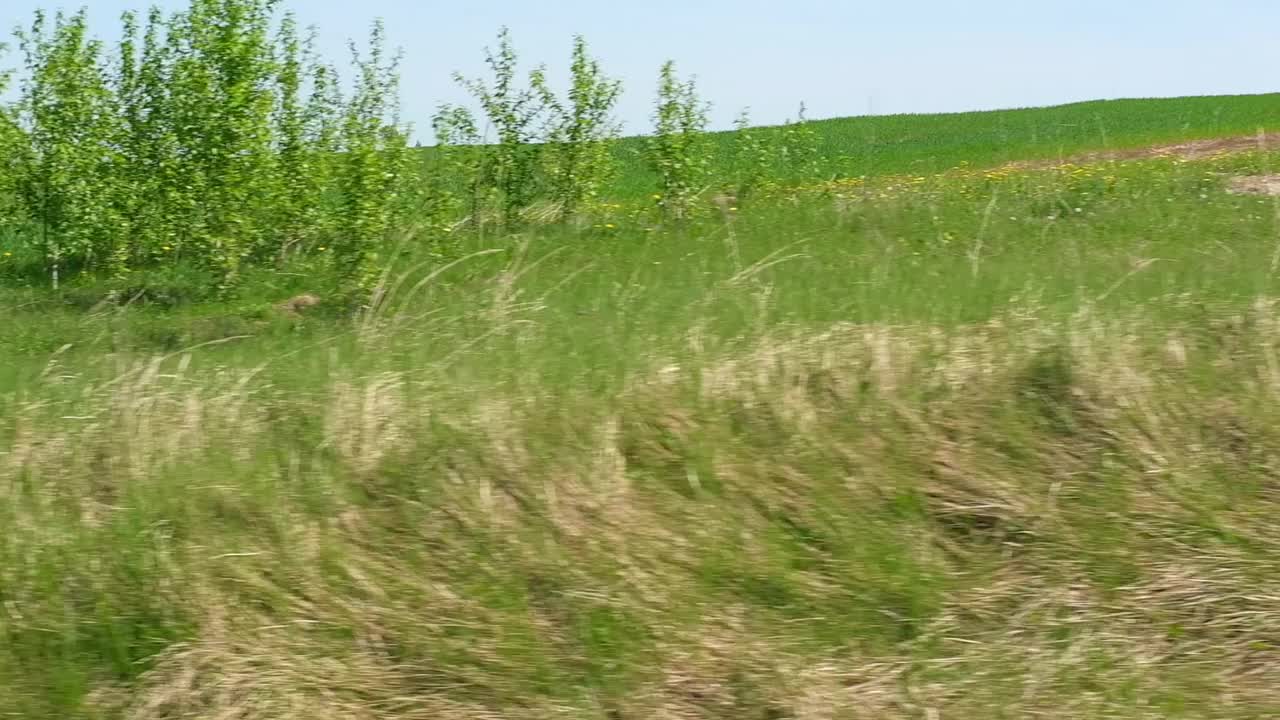 从汽车侧窗看汽车在路上行驶。公路沿线绿色的森林和树木在夏天。旅游和旅行，旅程旅行的概念。美丽的自然风光。汽车在路上超速行驶。视频素材